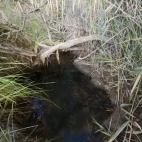 One of the springs feeding the swimming hole at Dalhousie Springs