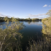 The swimming hole at Dalhousie Springs