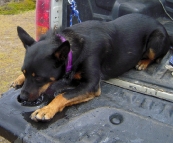 \'D the Dog\' drinking after a big run