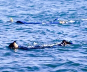 Sam and Lisa snorkeling in Coles Bay