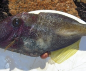 A Leatherjacket in Coles Bay