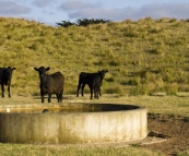 Grant\'s cattle on King Island