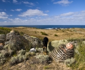 Old lobster pots and \'D the Dog\'