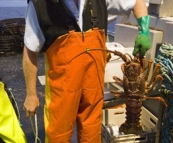 Rob displaying a three to four kilogram crayfish