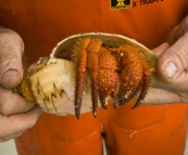 A hermit crab pulled up in one of the deep crayfish pots