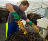 Russel removing crayfish from the pot