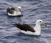 Albatross shadowing Kingfisher