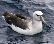 Albatross shadowing Kingfisher