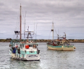 Crayfish boats in the Currie harbour