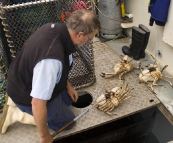 Rob pulling Giant Crab from Kingfisher\'s tanks
