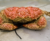 Giant Crab on Kingfisher\'s deck