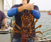 Sam holding a four kilogram crayfish