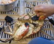 A Giant Crab about to be cleaned