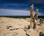 The calcified forest at the south end of King Island