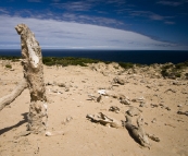 The calcified forest at the south end of King Island