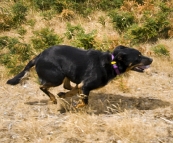 \'D the Dog\' sprinting next to the car