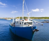 Kingfisher in the Currie harbour