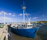 Kingfisher in the Currie harbour