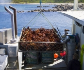 Removing crayfish from the tanks on Kingfisher