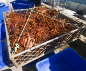 Removing crayfish from the tanks on Kingfisher