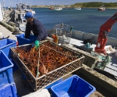 Removing crayfish from the tanks on Kingfisher