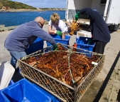 Removing crayfish from the tanks on Kingfisher