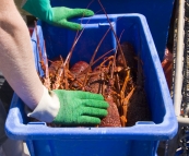 Removing crayfish from the tanks on Kingfisher