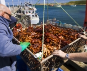 Removing crayfish from the tanks on Kingfisher