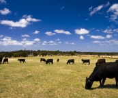 Cattle on Grant\'s farm