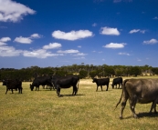 Cattle on Grant\'s farm