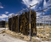 Kelp drying on the racks