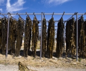 Kelp drying on the racks