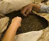 Sampling the finished product at the King Island kelp factory