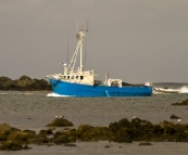 Kingfisher coming into Currie harbour