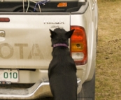 \'D the Dog\' loading into the Hilux