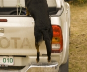 \'D the Dog\' loading into the Hilux