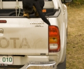 \'D the Dog\' loading into the Hilux