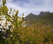 Wildflowers and Cradle Mountain