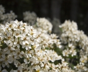 Cradle Mountain wildflowers