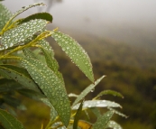 A wet morning on the way to Crater Lake