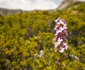 Wildflowers with Crater Peak in the background