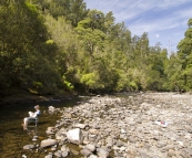 Carol relaxing in the Hellyer River next to our Hellyer Gorge campsite