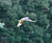 A kookaburra in Fern Glade