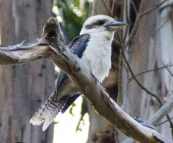 A kookaburra in Fern Glade