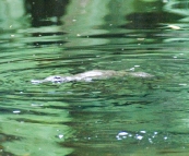 A Platypus in Fern Glade