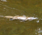 A Platypus in Fern Glade