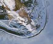 A Platypus in Fern Glade