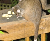 Feeding Ringtail Possums at Mike's house in Burnie