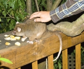 Feeding Ringtail Possums at Mike's house in Burnie