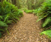 Hiking down to the Frankland River from Balfour